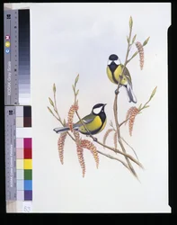 Talgoxe (Parus Major) (handfärgad litho)