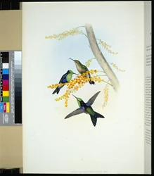 Grönkrönta Panoplites (thalurania verticeps) (handfärgad litho)
