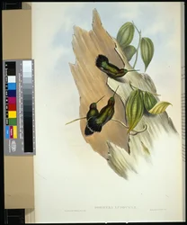 Grön-fronted lansnäbb (dorifera ludoviciae) (handfärgad litho)