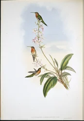 Grönstjärtad eremitkolibri (Phaethornis viridicaudata)
