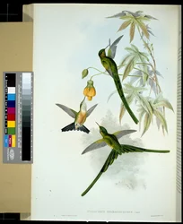 Grönstjärtad sylf (Cynanthus smaragdicaudus)