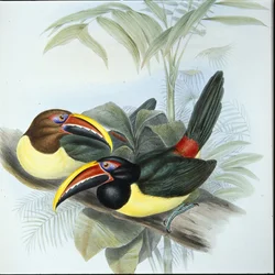 Grön Aracari (Pteroglossus Viridis) (handfärgad litho)