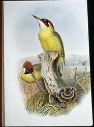 Grön hackspett (Gecinus Viridis) (handfärgad litho)