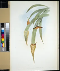 Gråstrupig eremit (phaethornis griseogularis) (handfärgad litho)