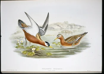Gråfalope (Phalaropus Fulicarius) (handfärgad litho)