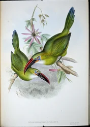 Groove-Bill Toucan (Aulacorhamphus Sulcatus) (handfärgad litho)