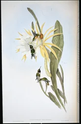 Heliodore