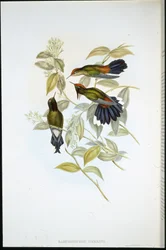 Herrans taggnäbb (Ramphomicron Herrani) (handfärgad litho)