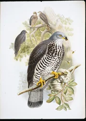 Honungsvråk (Pernis Apivorus) (handfärgad litho)