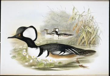 Hooded Merganser (Mergus Cucullatus) (handfärgad litho)