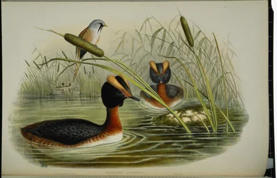 Horndopping (Podiceps Auritus) (handfärgad litho)