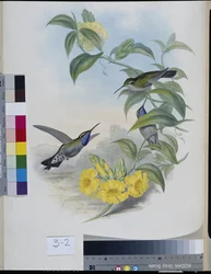 Kolibrier (Delattria Clemenciae) (handfärgad litho)