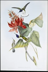Jacobin (Florisuga Mellivora) (handfärgad litho)