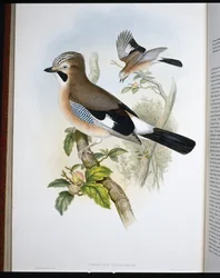 Jay (Garrulus Glandarius) (handfärgad litho)