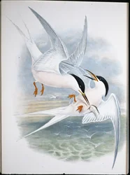 Drake av glädje (Milvus Regalis) (handfärgad litho)