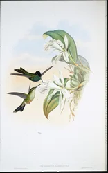 Leadbeater