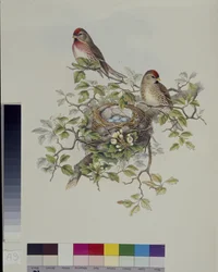Mindre rödsim (Aegisthus Rufescens) (handfärgad litho)