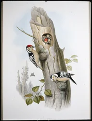 Mindre hackspett (Picus Minor) (handfärgad litho)
