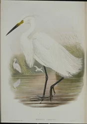 Little Egret (Egretta Garzetta) (handfärgad litho)