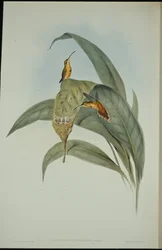 Lilla eremiten (Phaethornis eremita) (handfärgad litho)