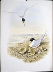 Lilla tärna (Sternula Minuta) (handfärgad litho)