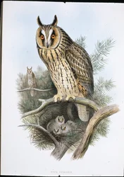 Långörad uggla (Otus Vulgaris) (handfärgad litho)
