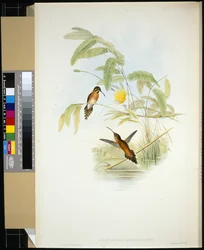 Longeumares eremit (Phaethornis Longuemareus) (handfärgad litho)