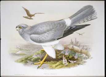 Marsh Harrier (Circus Aeruginosus) (handfärgad litho)