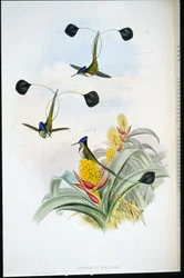 Underbar kolibri (Loddigesia Mirabilis) (handfärgad litho)