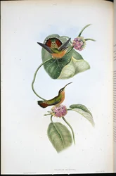 Mazeppa Eremit (Glaucis Mazeppa) (handfärgad litho)