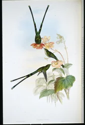 Nouna-koaliI (Lesbia Nuna) (handfärgad litho)