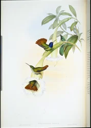 Oenone kolibri (Chrysuronia oenone) (handfärgad litho)