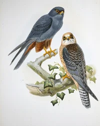 Hobby med orange ben (Erythropus Vespertinus) (handfärgad litho)
