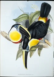 Kiss Toucan (Ramphastos Kissing) (handfärgad litho)