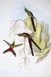 Phaon Comet (Cometes Phaon) (handfärgad litho)