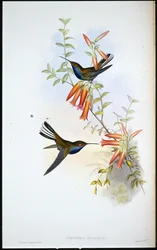 Brokstjärtad kolibri (Urochroa Bougieri)