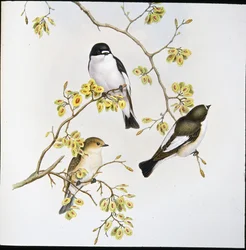 Pied flugsnappare (Muscicapa Atricapilla) (handfärgad litho)