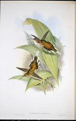 Pretres eremit (Phaethornis Pretrei) (handfärgad litho)
