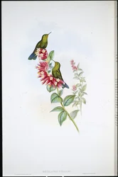 Purpurstjärt (Metallura Williami)