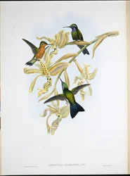 Lilastrupig kolibri (Oreopyra Calolaema) (handfärgad litho)