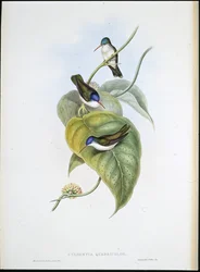 Rödnäbbad Azur-krona (Cyanomyia Quadricolor) (handfärgad litho)