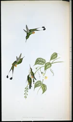 Rödstövlad racketstjärt (Spathura Rufocaligata)