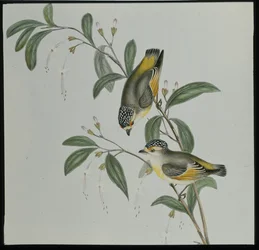 Röd-lored Pardalote (pardalotus rubricatus) (handfärgad litho)