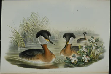 Rödhalsad dopping (Podiceps Rubricollis) (handfärgad litho)