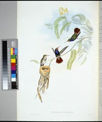 Rödstrupig safir (hylocharis sapphirinus) (handfärgad litho)