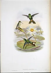 Rödventilerad kolibri med vit spets (Urosticte Ruficrissa) (handfärgad litho)