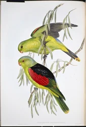 Rödvingad Lory (Aprosmictus Erythropterus) (handfärgad litho)