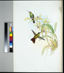Rieggers Amazili (amazilia Riefferi) (handfärgad litho)