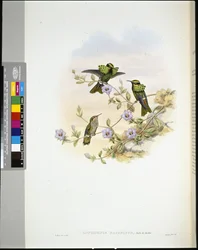 Roraima Coquette (lophornis pavoninus) (handfärgad litho)