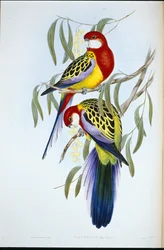 Rosenäbbparakit (Platycercus Eximius) (handfärgad litho)